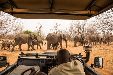 elephant safari