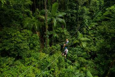 daintree tours zipline rainforest