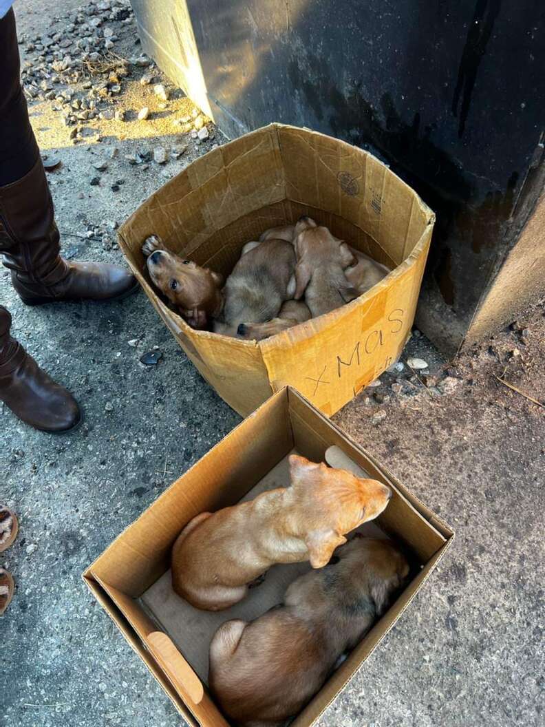 box puppies