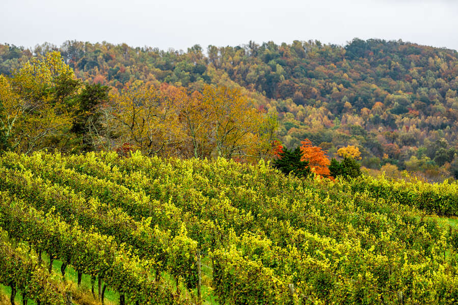 Most Affordable Wine Regions in the US Ranked in New Study Thrillist