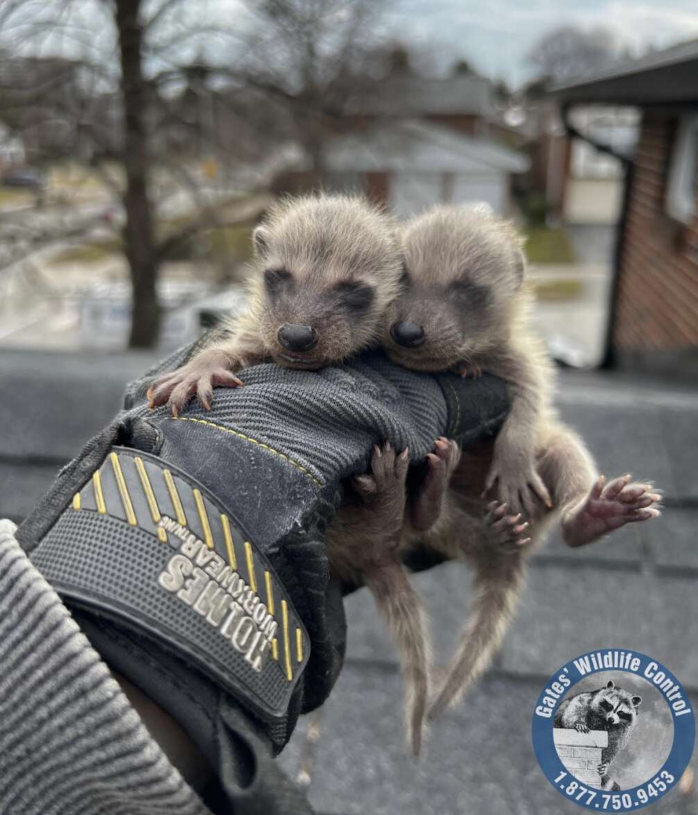baby raccoons