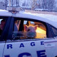 Adventurous Pig Is So Pleased With Himself For Getting Arrested By Police