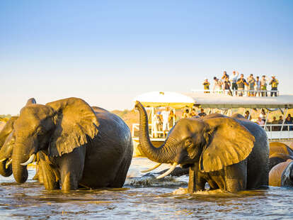 Chobe national park