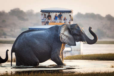 boat safari