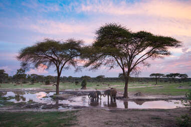 Botswana National Park