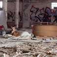 Dog Curled Up On Blanket In Abandoned Building Is So Grateful Someone Found Her