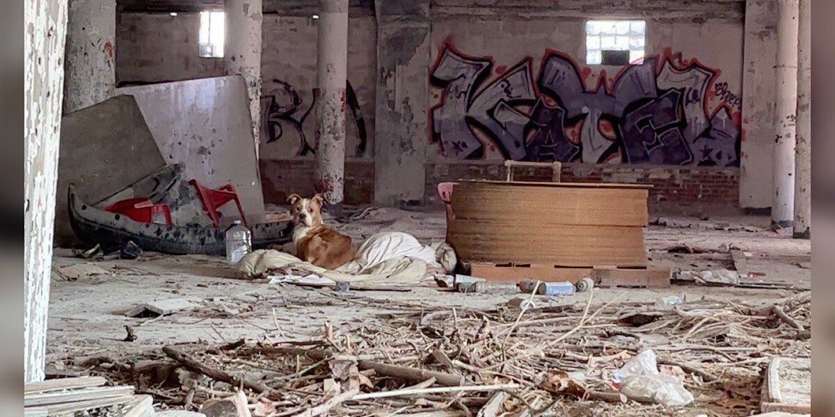 Dog Curled Up On Blanket In Abandoned Building Is So Grateful Someone Found Her