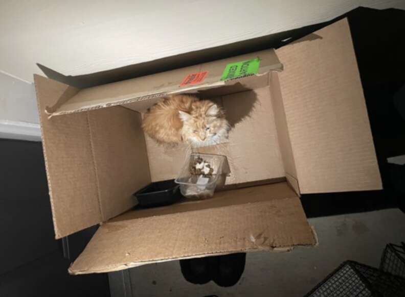 cat in cardboard box