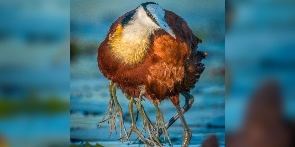 Photo Of Bird With 8 Legs Turns Out To Be The Sweetest Optical Illusion ...