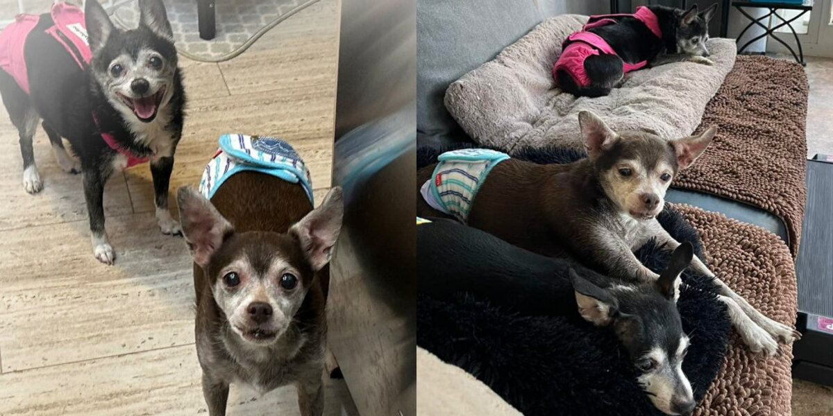 Woman Rushes To Save 15-Year-Old Dog And Her 13-Year-Old Sons From Being Put Down