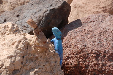 Blue Sinai Agama lizard