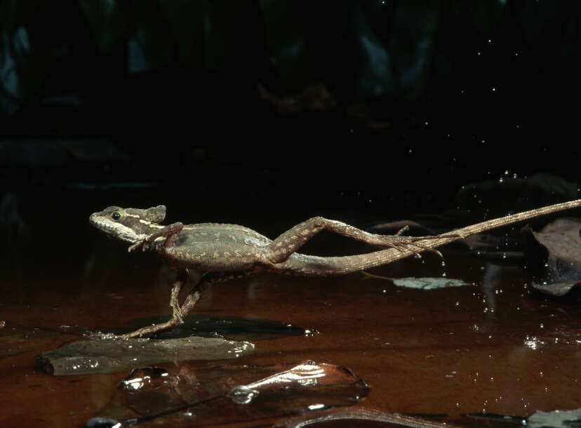 Jesus Insect Jesus Christ Lizard Habitat