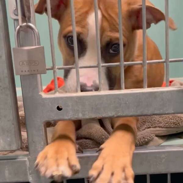 dog looking through kennel bars