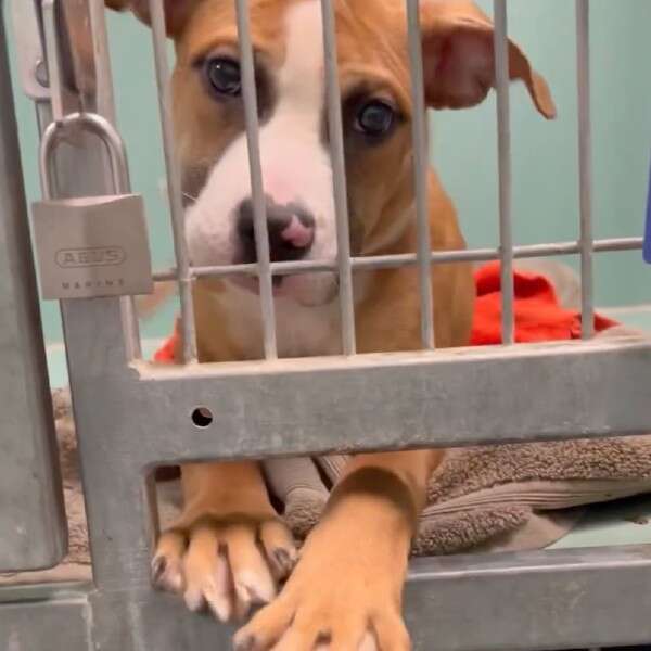 dog looking through kennel