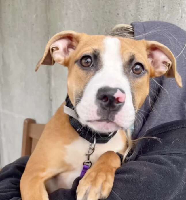 dog on person's shoulder