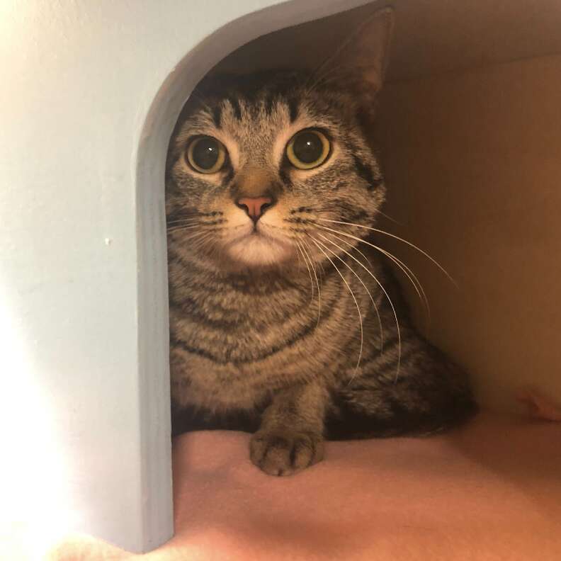 cat