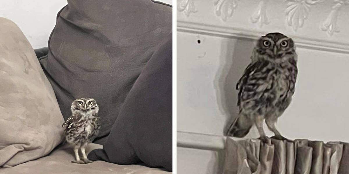 Guy Suddenly Starts Getting Nightly Visits From A Curious Little Owl - The  Dodo