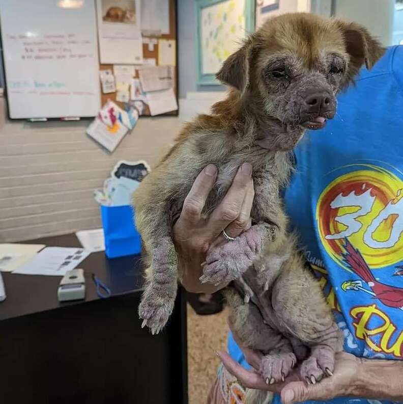 Stray Dog Found Eating Garbage Completely Transforms - The Dodo