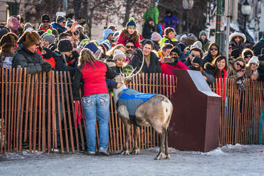 a reindeer meeting the crowd in Anchorage