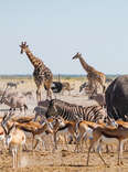 etosha