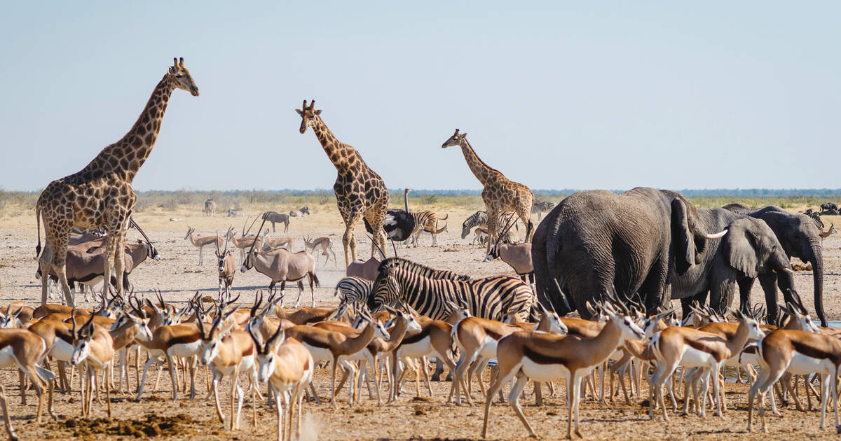 Etosha National Park