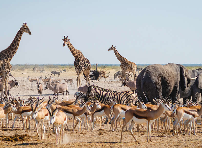 etosha