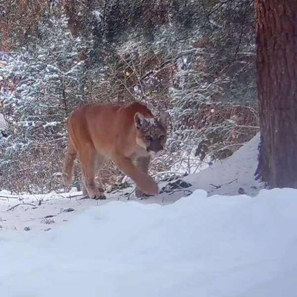 mountain lion