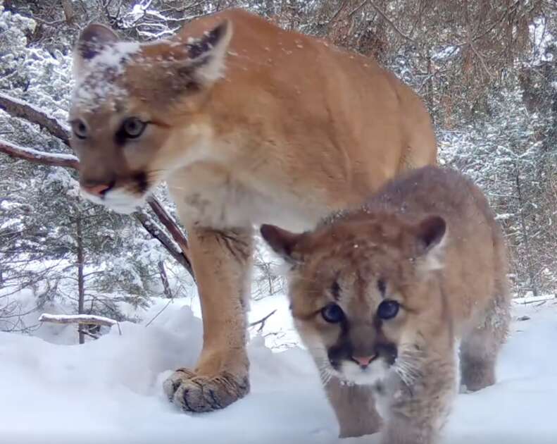 mountain lion and kitten