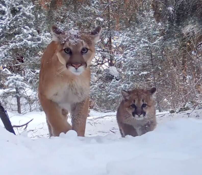 mountain lion and kitten