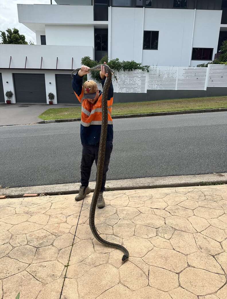 Discovery Of Massive Snake Skin In Attic Leads To A Jaw-Dropping Find ...