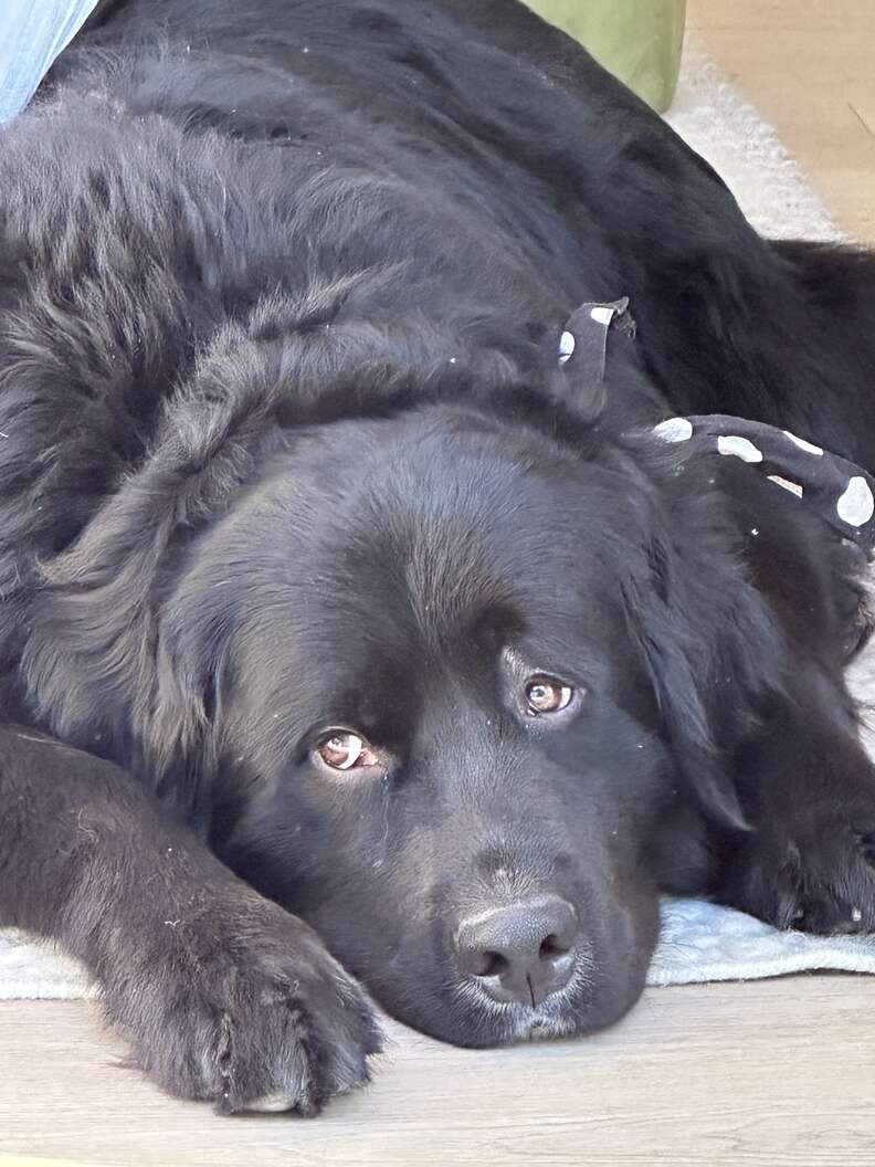 Animal planet teddy store seeing eye dog