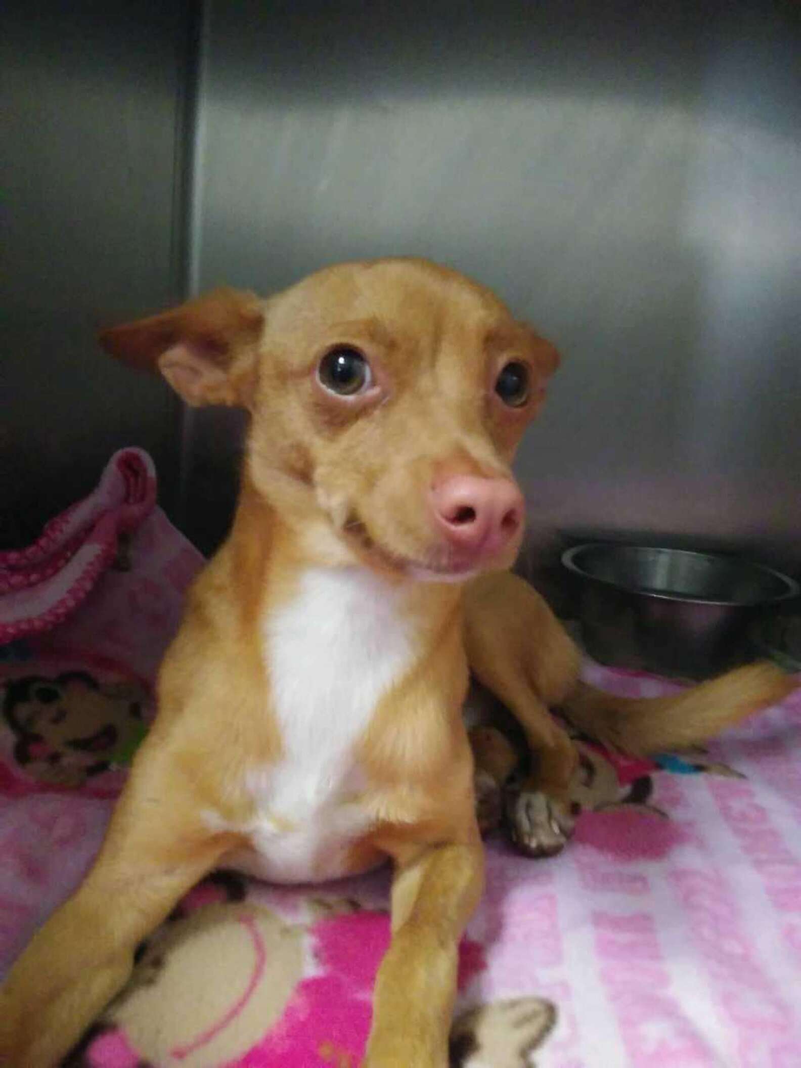 Tiny Stray Dog Curls Up On Blanket And Dreams Of Finding His Forever ...