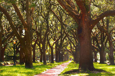 Oak Trees