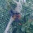 Woman Spots ‘Cheeky’ Visitor Trapped In Netting Staring Right At Her