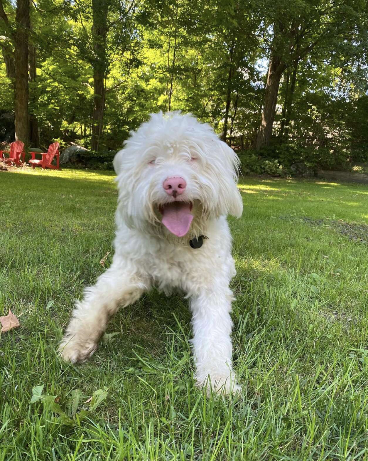 can a blind and deaf dog be happy