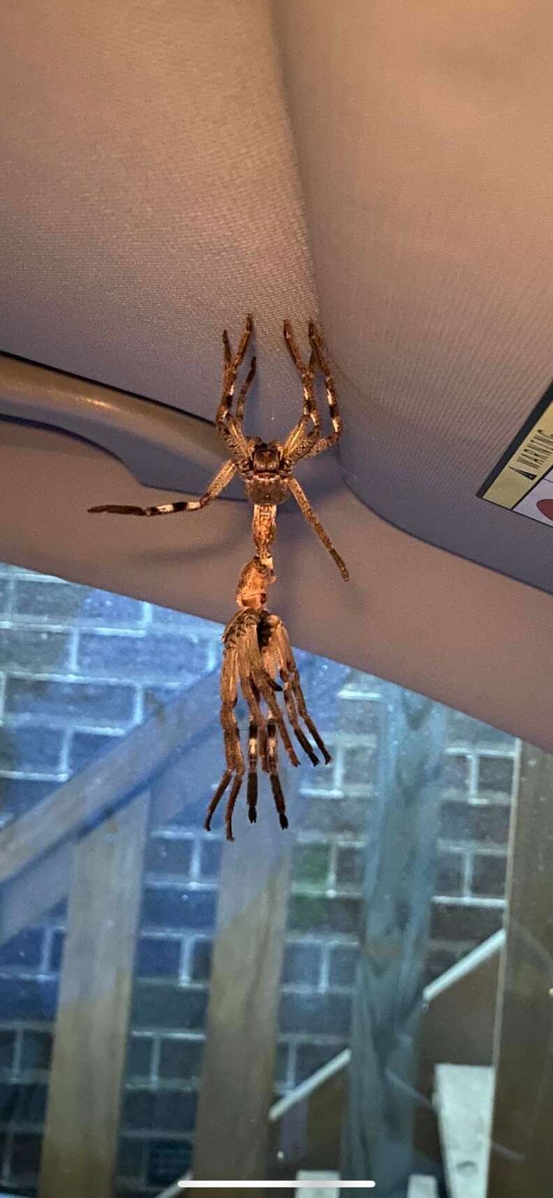 australian huntsman spider car