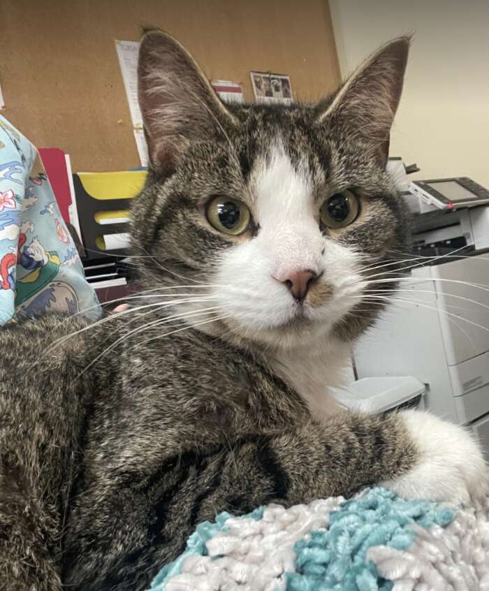 brown and white cat
