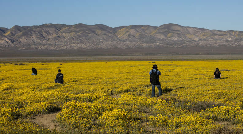 The Superbloom Is a Glimpse of California's Past