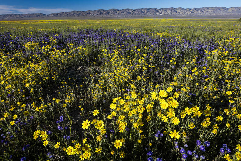 Carrizo Plain National Monument