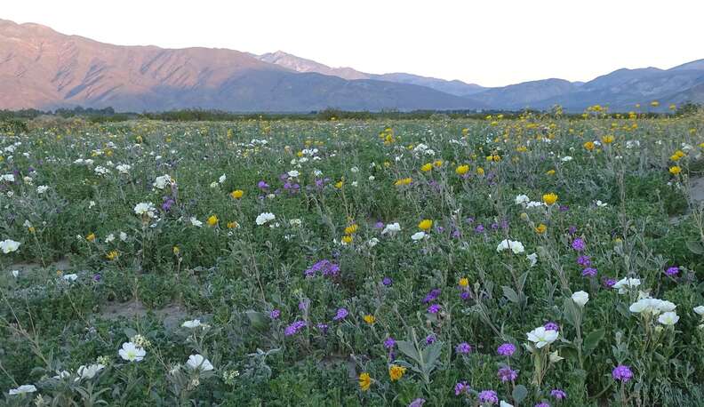 Anza-Borrego Desert State Park