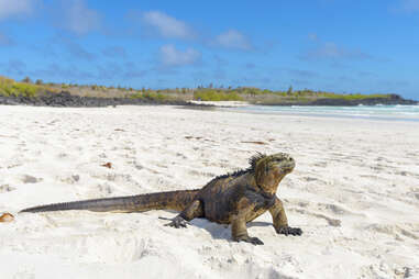 marine iguana sitting in sand on beach, sunbathing, Tortuga Bay