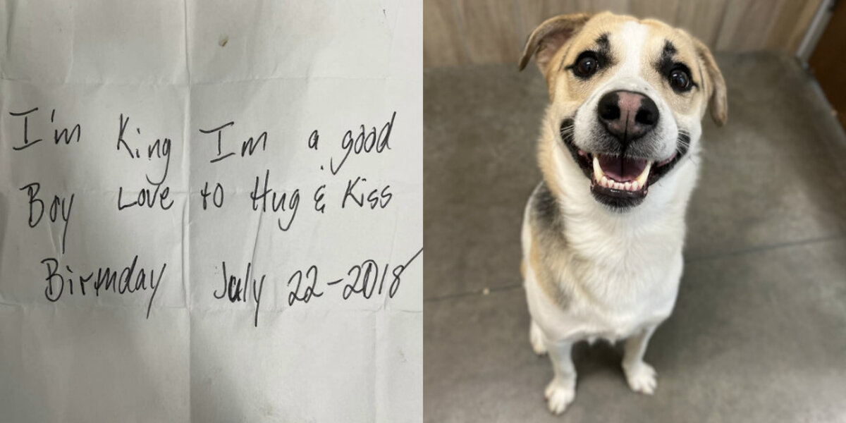 Dog Left At Burger King With Note On Collar Thought He'd Never See Mom Again