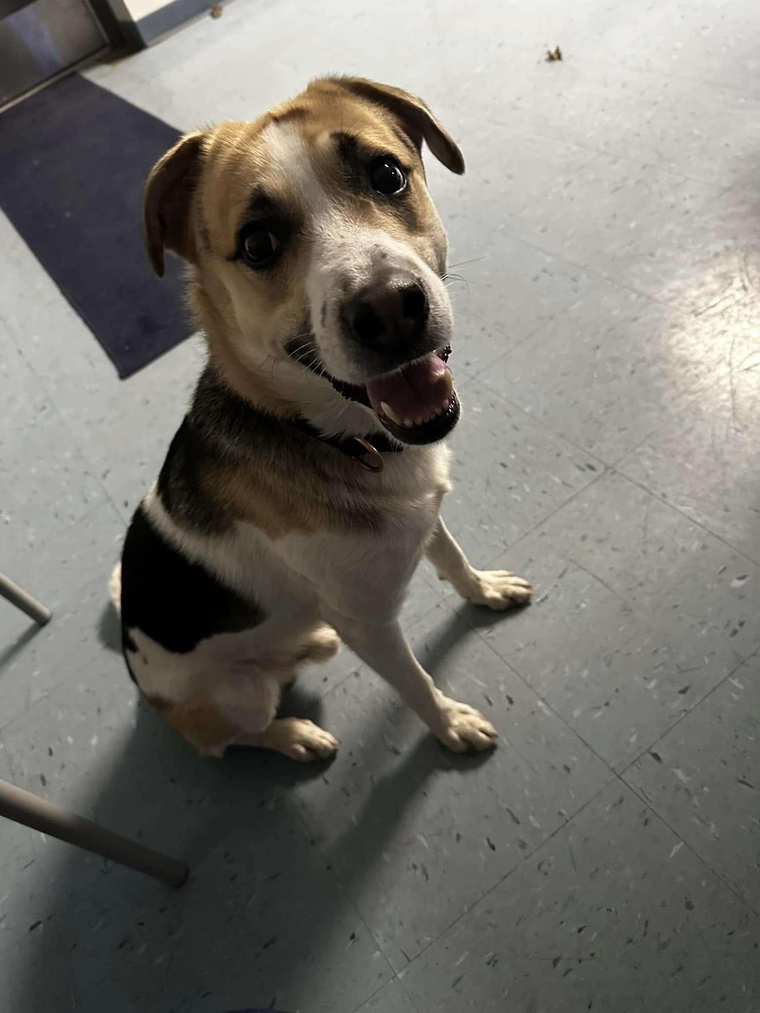 abandoned dog