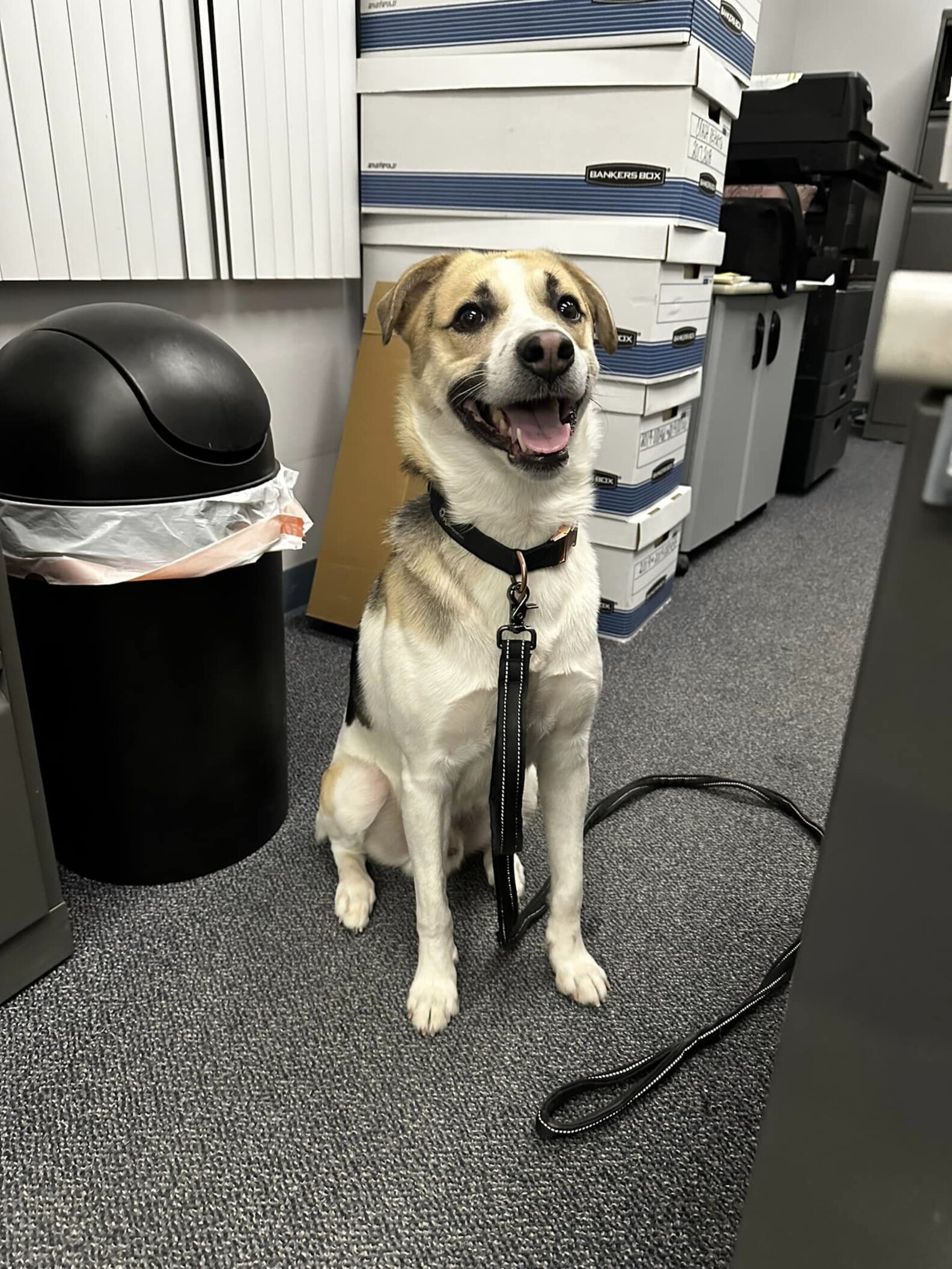 People Find Dog With Note On Collar And It Leads To Emotional Reunion ...
