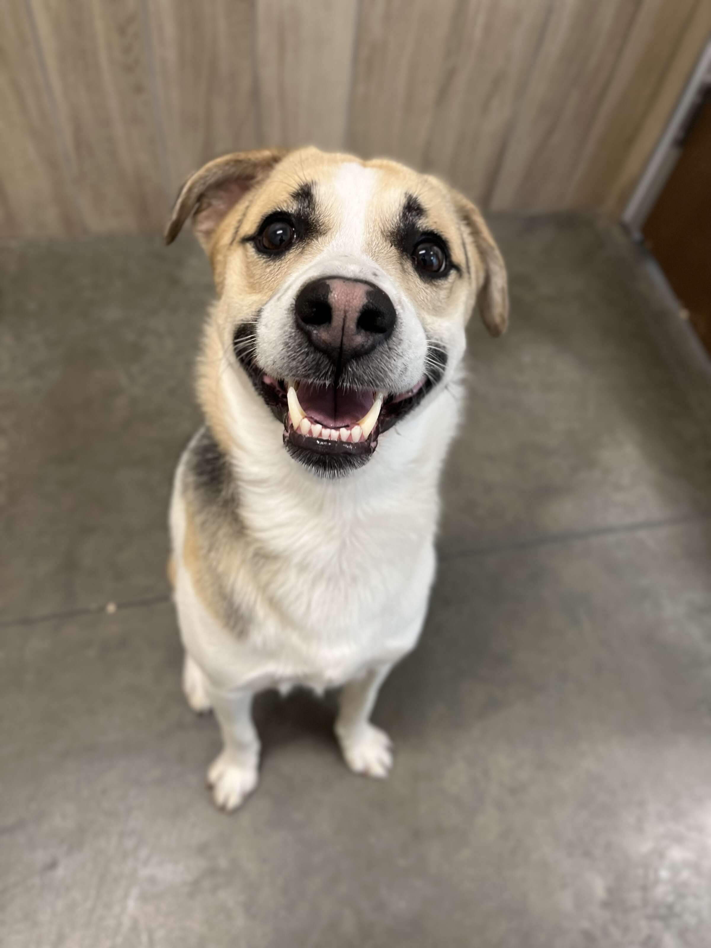 abandoned dog