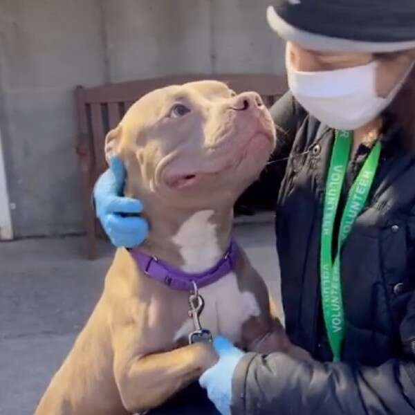 dog smiling at woman