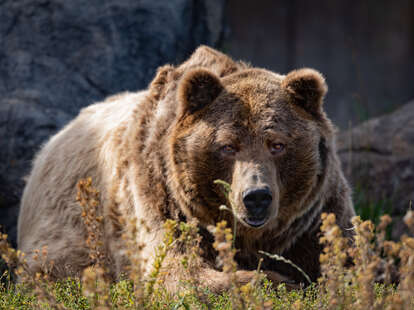 A grizzly bear shown in sunlight in Yellowstone National Park in Wyoming