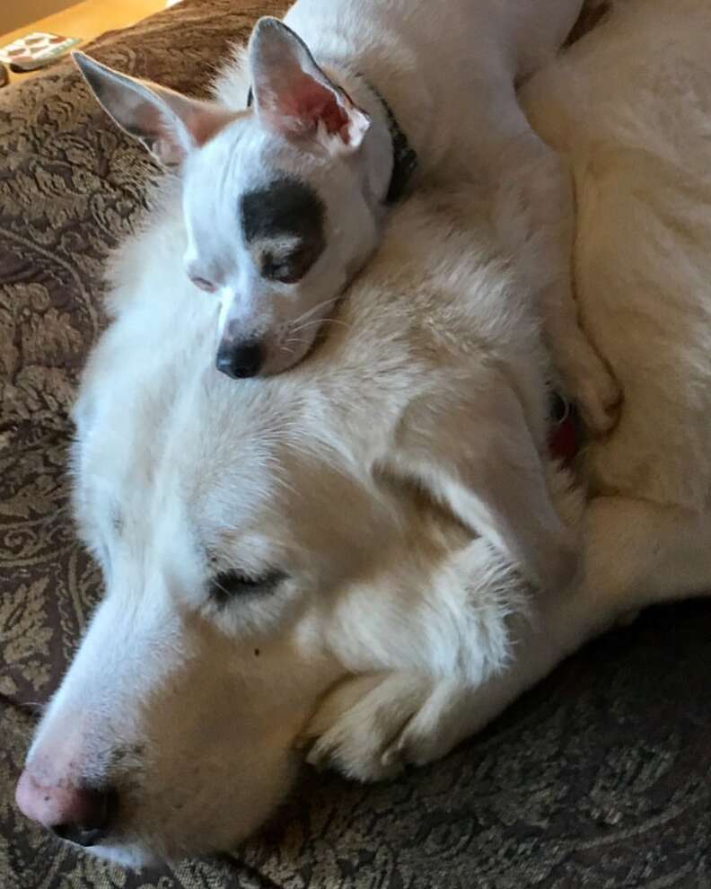 Tiny Dog Grieving Loss Of Best Friend Snuggles Up To Toy That Looks Just Like Him
