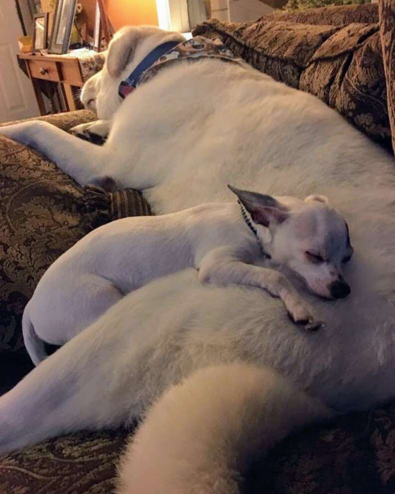 Tiny Dog Grieving Loss Of Best Friend Snuggles Up To Toy That Looks Just Like Him