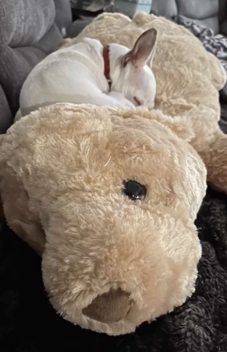 Tiny Dog Grieving Loss Of Best Friend Snuggles Up To Toy That Looks Just Like Him